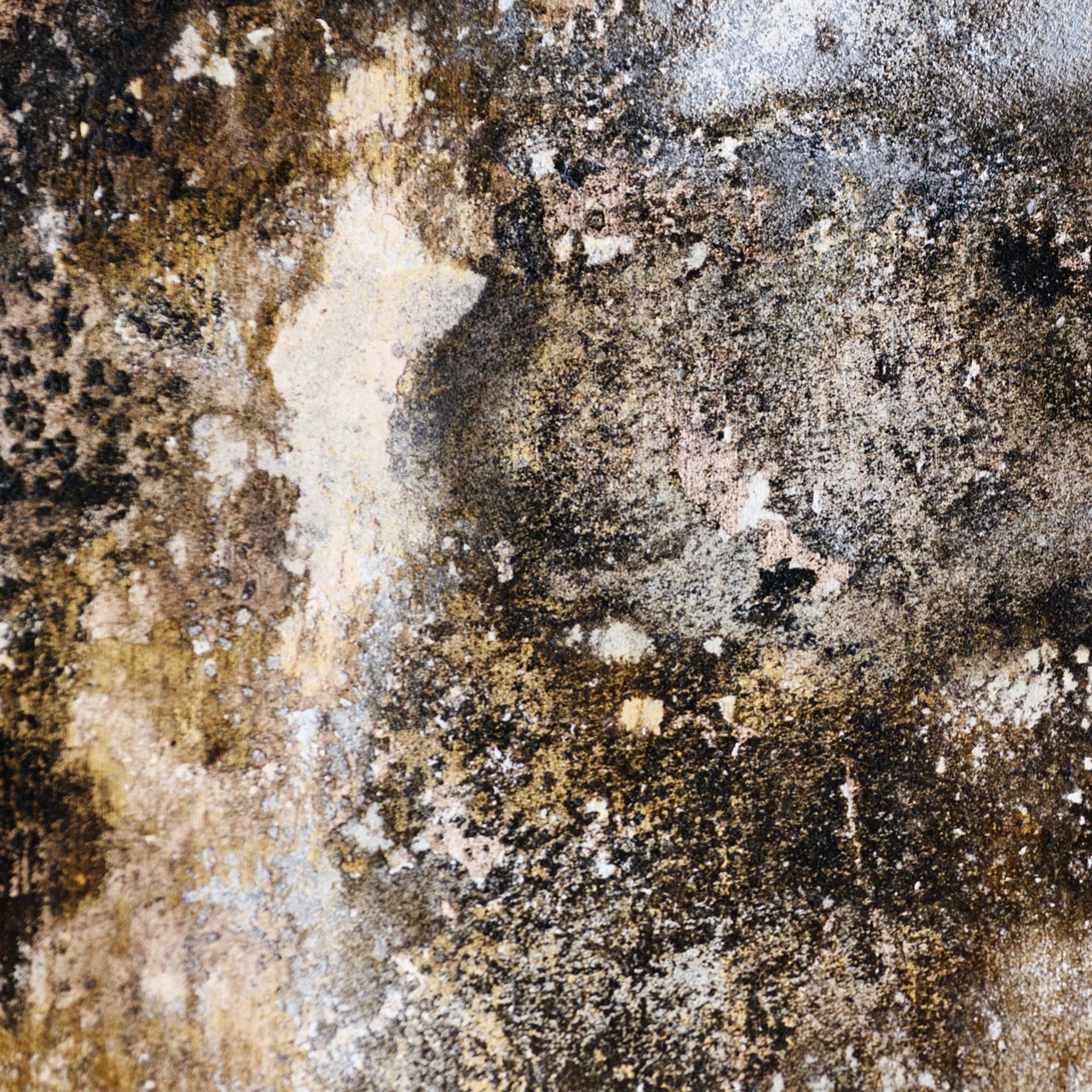 A close up of mould growth on wall.